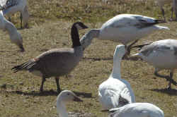 BeHu.jpg (250463 octets)