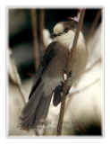 CS-2006-2.jpg (82995 octets)