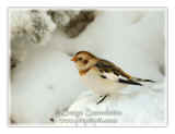 CS-2006-9.jpg (67683 octets)
