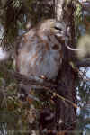 DSC_0109.jpg (186551 octets)
