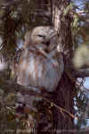 DSC_0123.jpg (187920 octets)