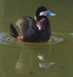 ErRo-AO.jpg (130402 octets)