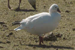 OiRo.jpg (210277 octets)