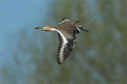 PlKi-v.jpg (146335 octets)