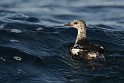 IMG_6737