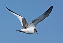 IMG_7009