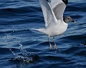 IMG_7110