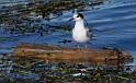 IMG_7156