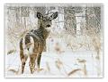 cs-hiver-2008-05.jpg