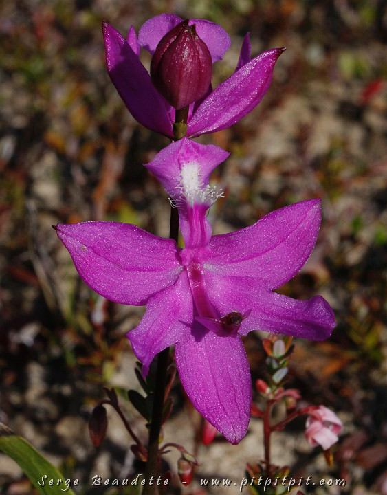2009-07-20_15-38-01_MG_9876.JPG