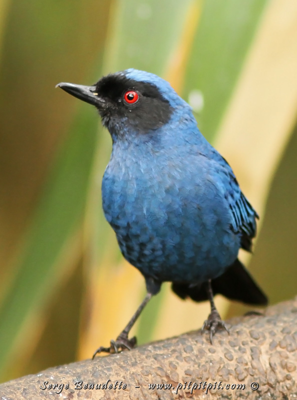 L'Équateur: l'exotisme à son paroxysme! Oiseaux colorés à l'infini! (Percefleur masqué, une des 4 espèces observées!)