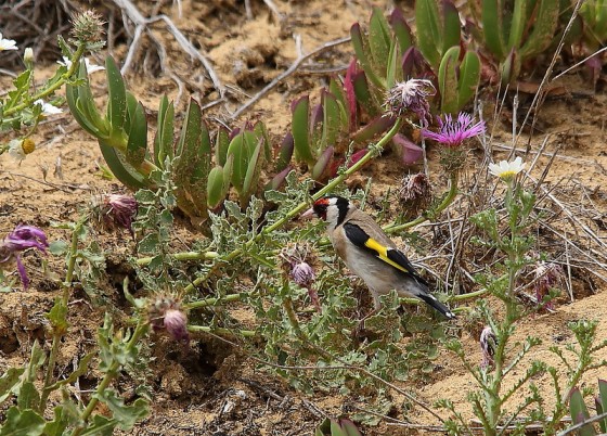 Chardonneret élégant