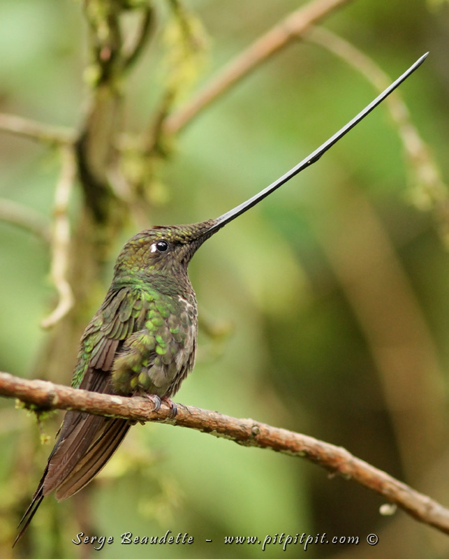 Et un autre qui fait dans l’ex-centrisme, par son bec aux dimensions démesurées!!! ...Bec adapté pour boire dans les fleurs de Datura (Colibri porte-épée)