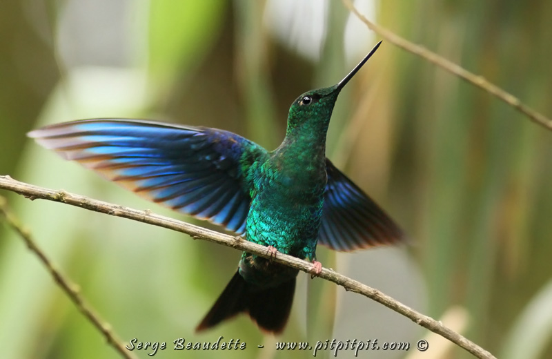 ...Ou le Colibri aux ailes azures... couleur qu'on ne voit qu'en vol! SPECTACULAIRE!