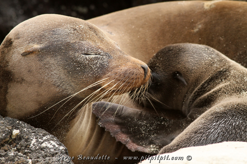 Sans oublier l'observation d'une faune marine et terrestre complètement unique au Monde, diversifiée et originale!!! (Dont 2 espèces d'Otaries)