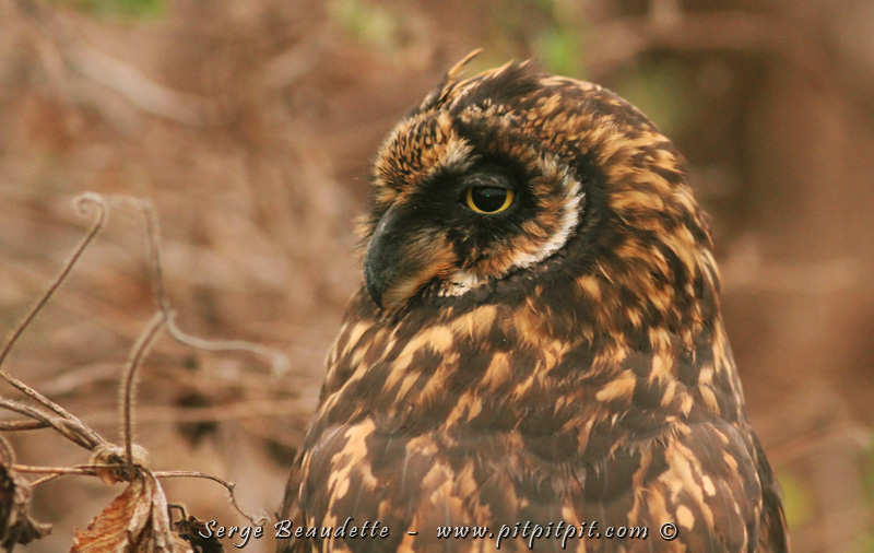Une sous-espèce endémique d'une espèce d'ici (Hibou des marais) au comportement très inusité... Il est ici diurne plutôt que nocturne et chaque les oiseaux (plutôt que les mammifères)... et les oiseaux océaniques en plus! ...Lorsqu'ils sortent de leur terrier...! Après l'avoir très longuement cherché, il est venu se poser 3 fois à moins d'un mètre de nous!!!