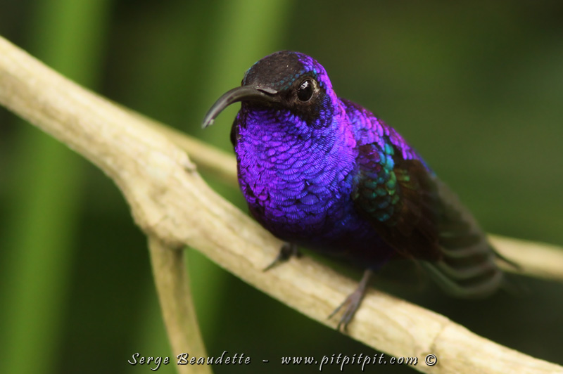 Campyloptère violet