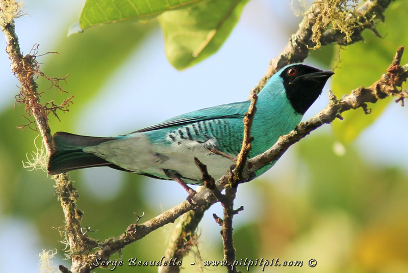Toujours dans la même ronde, ma première observation, et une observation d'une qualité imbattable pour cet oiseau plutôt farouche: la Tersine hirondelle... qui se montrera même à 2 endroits!!!