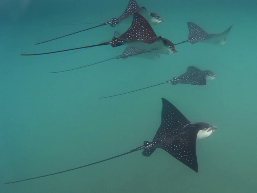 Et une activité qui rivalise à part égale avec l'ornitho pour moi (ce n'est pas peu dire!!!): l'APNÉE! Que nous avons fait chaque jour, avec les raies, les requins inoffensifs, des milliers de poissons, d'étoiles de mer, une faune aquatique parmi les plus riches au Monde!!! Bref, un voyage nature complet, exceptionnel, PARFAIT!!!