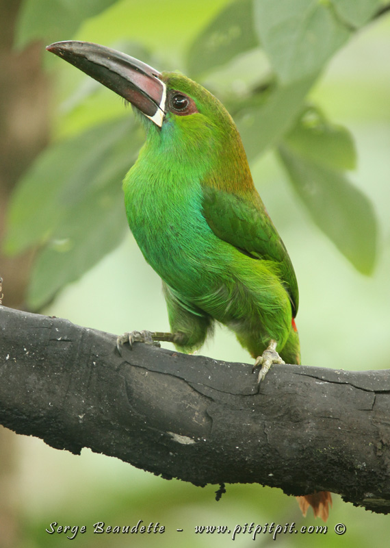 Au même endroit, et dans le même temps, le Toucanet à croupion rouge qui est venu en famille!
