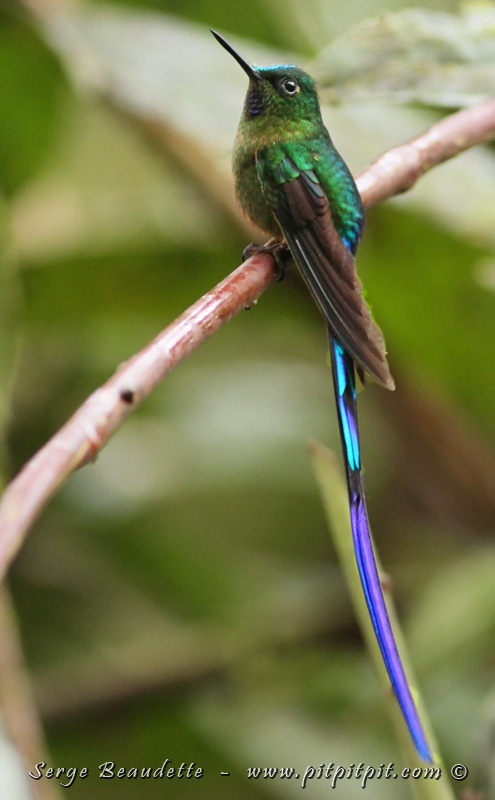 Le Colibri à queue violette qui est une grande vedette avec sa queue disproportionnées aux couleurs miroitantes!
