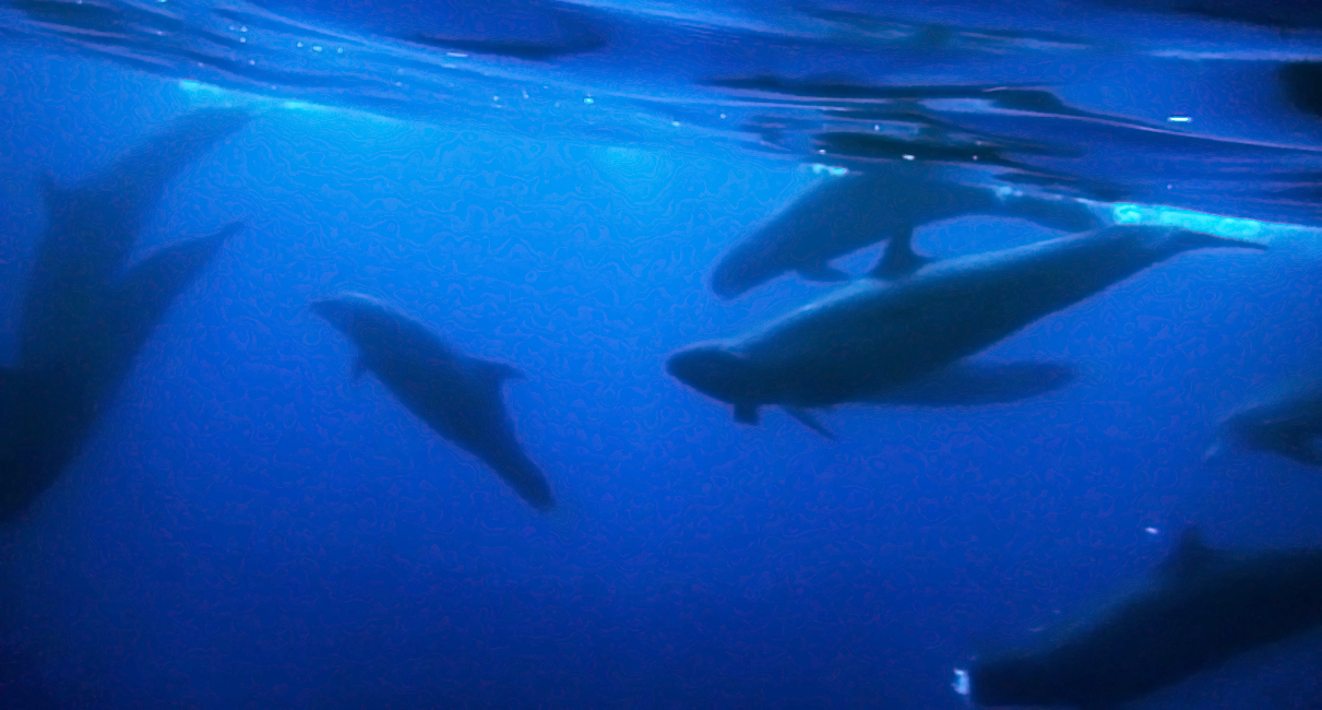2 espèces de requins (totalement inoffensifs!) ... 3 espèces de baleines et dauphins (photo de Claire Bélanger)