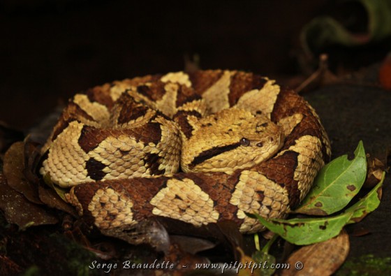 Tout enroulée sur le bord du sentier, cette vipère était facile à contempler!!! Central American Jumping Pitviper