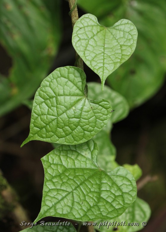 P.S. Même ici, il y a tout un lot de coeurs dans la nature!!! 