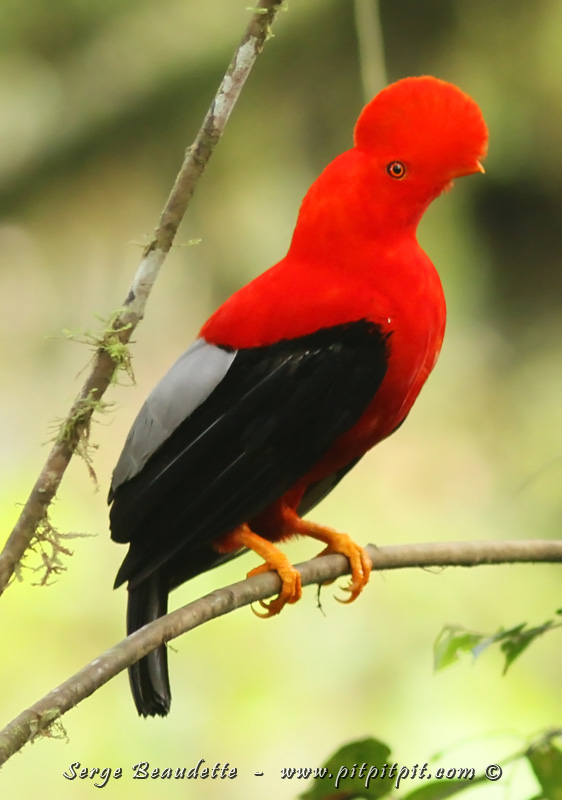 Ou cette journée où nous avons commencé aux premières lueurs, dans une arène de parade de Coq-de-roche péruviens... Un énorme oiseau qui danse, émet des sons sorties d'une autre galaxie, et met en lumière ses attributs pour des femelles qui semblent indifférentes à leurs pirouettes...