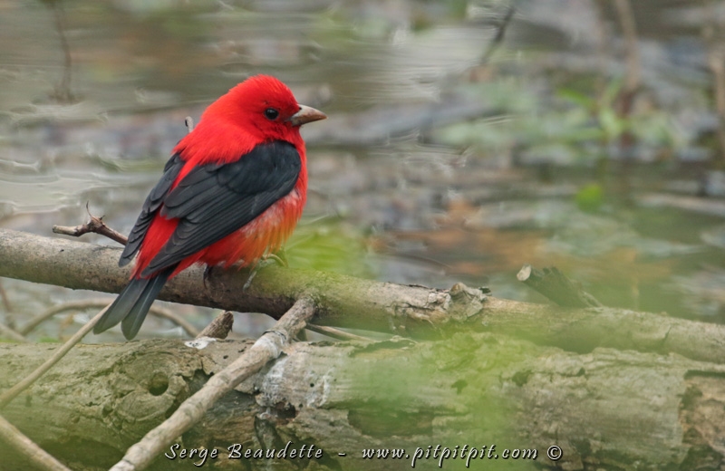 Pointe-Pelée (édition historique!!!)