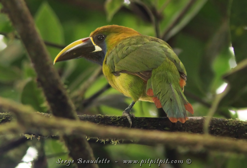 Toucanet émeraude