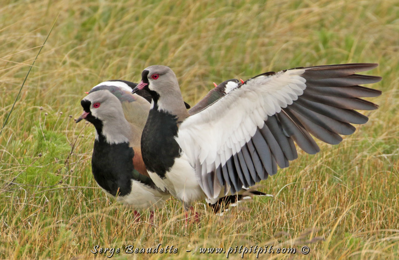 La Patagonie d'Argentine