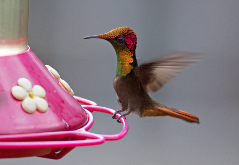 Cette photo est de Denise Villeneuve, une voyageuse du groupe. Ce magnifique colibri s'appelle le Colibri rubis-topaze. Je n'ai pas eu le temps de le photographier, mais Denise a eu la chance de l'attraper. Quelle merveille! Merci pour le partage de cette belle photo!