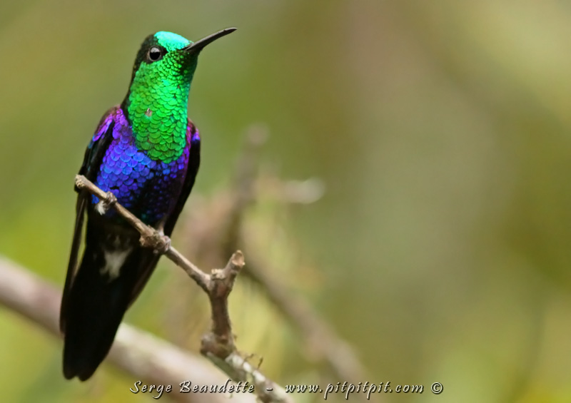 Véritable paradis pour les Colibris de toutes les formes et couleurs! (Dryade couronnée)