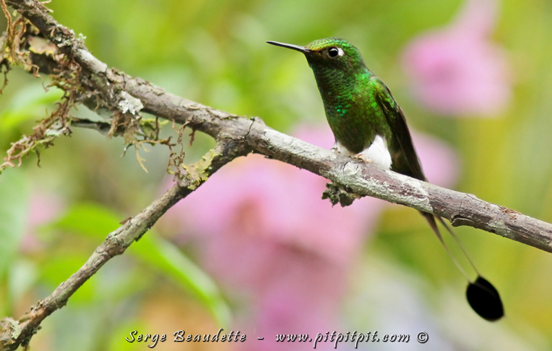 ...Des colibris aux formes spéciales... comme ce Haut-de-chausse à palettes (beau nom!) avec ses grosses pantouffles et les "cennes" qui pendent au bout de 2 longs filaments à la queue...