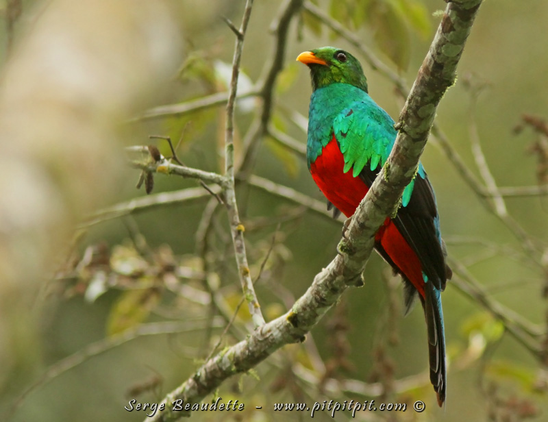 Observation absolument unique, in-extremis du Quetzal doré!!!! Vu par tous, de très très près, en chantant, de longues minutes au dessus d'une rivière magnifique!