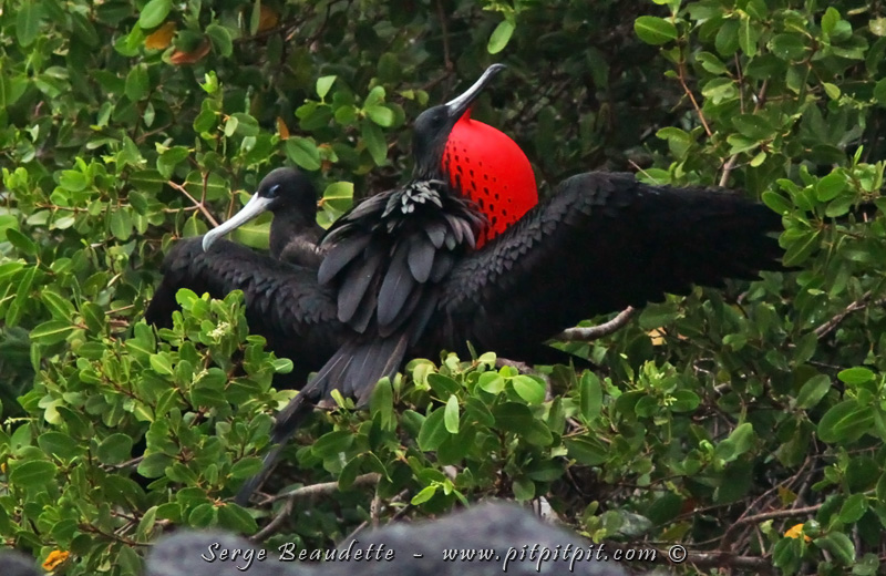 D'autres oiseaux dans des parades spectaculaires (Frégate superbe)!
