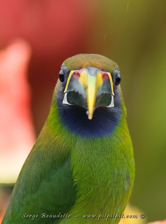 Même chose et même encore plus près, et sur le même lieu, pour le TOUCANET émeraude!!!! Je ne pouvais photographier que sa tête tellement il était près!!! Ma plus belle observation de l'espèce!