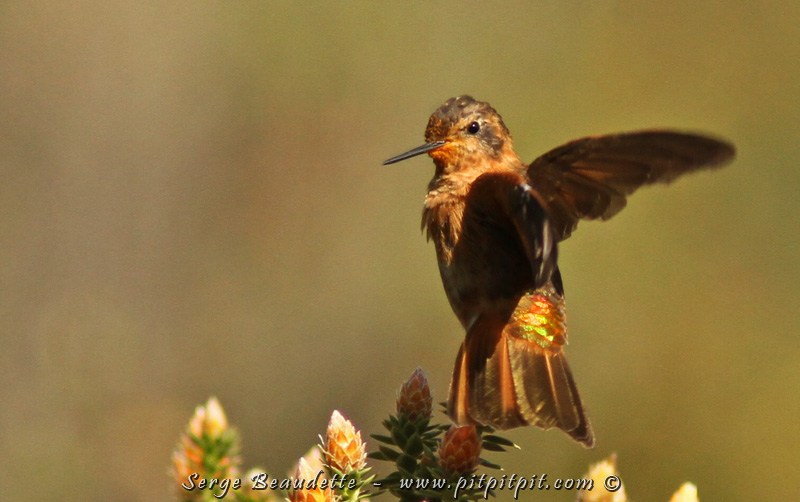 C'est ici que je retrouve chaque fois, le colibri qui m'a le plus impressionné. Il s'agit du Colibri scintillant! Il a une allure assez sobre... tout roux... mais une fois, alors que je n'y attendais pas du tout, il a décollé, dos à moi, sous une lumière parfaite et........... (à suivre)