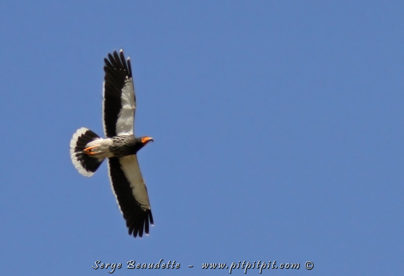 Les sens aiguisés et en éveil pour le Condor, tout ce qui vole attire l'attention... surtout si c'est haut et que ça plane! Les nombreux Caracaras caronculés causent souvent des émois de fausse alerte...!!!! Ce sont heureusement de magnifiques oiseaux à contempler aussi!