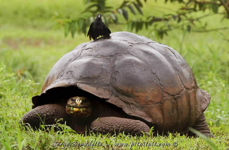 Sans oublier les êtres les plus vieux du Monde, âgés probablement de plus de 200 ans!!! ...qui ont donné leur nom à l'archipel: les pacifiques Tortues géantes!