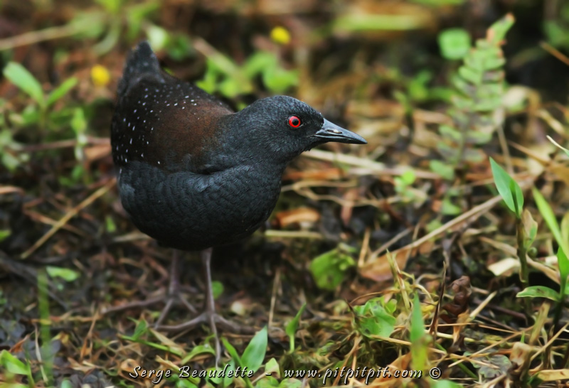 Nous avons eu droit à une rencontre exceptionnelle, d'une qualité à peine croyable durant de très longues minutes, de l'espèce endémique la plus difficile à observer, la plus furtive: le minuscule Râle des Galapagos!!! Je n'oublierai jamais cette rencontre!