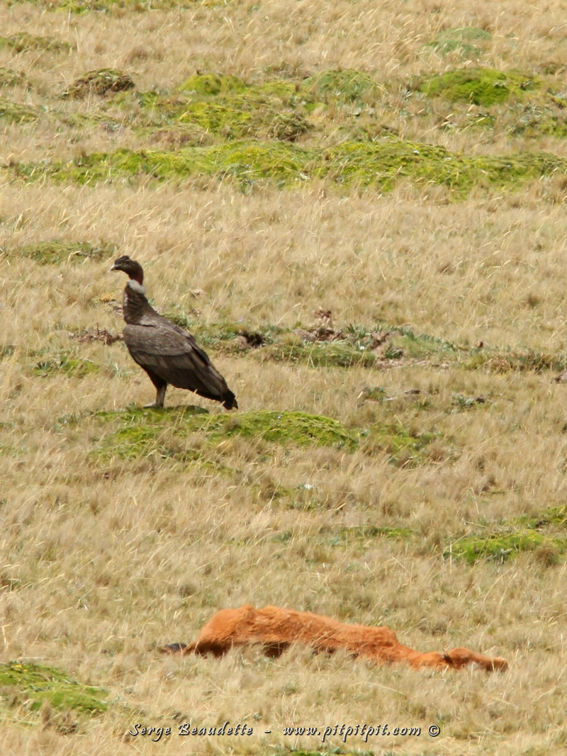 Une très grande chance même!!! Ici, en autobus, je vois une tache sombre au sol... et le temps de le réaliser, OUI! c'est un CONDOR des Andes, AU SOL!!! ...Un cheval mort dans ce grand pâturage l'a attiré ici... Observation rare!!!