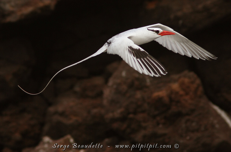 Des oiseaux océaniques aux allures d'oiseaux sortis du paradis! (Phaéton à bec rouge en quantité!)