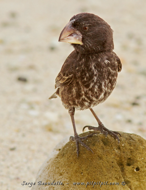 Nous avons observé TOUS les Pinsons de Darwin de l'itinéraire!!! Même les plus rares! Même ceux qu'on ne retrouve que sur une seule île! Un autre GROS RECORD!!!