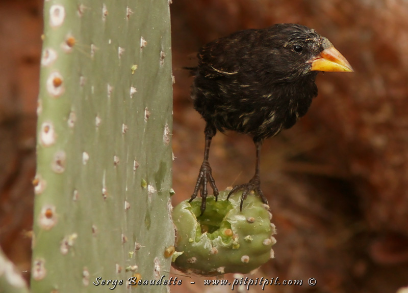 Nous réussissons à voir TOUS LES « PINSONS DE DARWIN »! En 10 jours, c’est de l’inégalé sur n’importe quelle croisière! (Large Cactus-Finch)