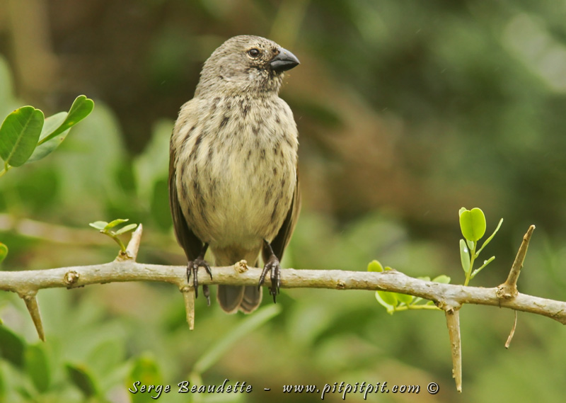 ...notre dernier "Pinson de Darwin" (Médium Tree-Finch). La petite île de Floreana est le SEUL endroit sur toute la planète où cette espèce peut être observée!!!