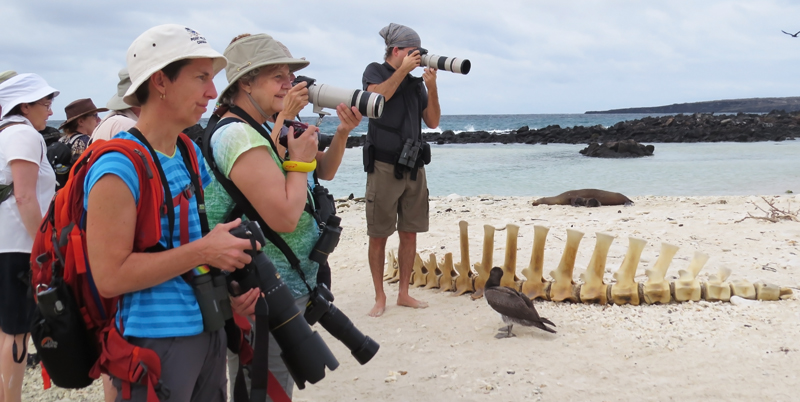 Toute cette abondance et cette proximité donnent souvent ce que l’on voit sur cette photo prise par Martine Dufour: dans le cadre: une Otarie avec son bébé qu'elle allaite, des Iguanes marins, un jeune Fou à nos pieds, un squelette de Baleine, une Frégate superbe en vol, un Large Ground-Finch sur la plage,... et PERSONNE ne regarde rien de tout ça(!!!) ...Il devait y avait quelque chose de « PLUS INTÉRESSANT » encore ailleurs!!! Qui pourrait croire?! ...et cette scène est un classique!!!