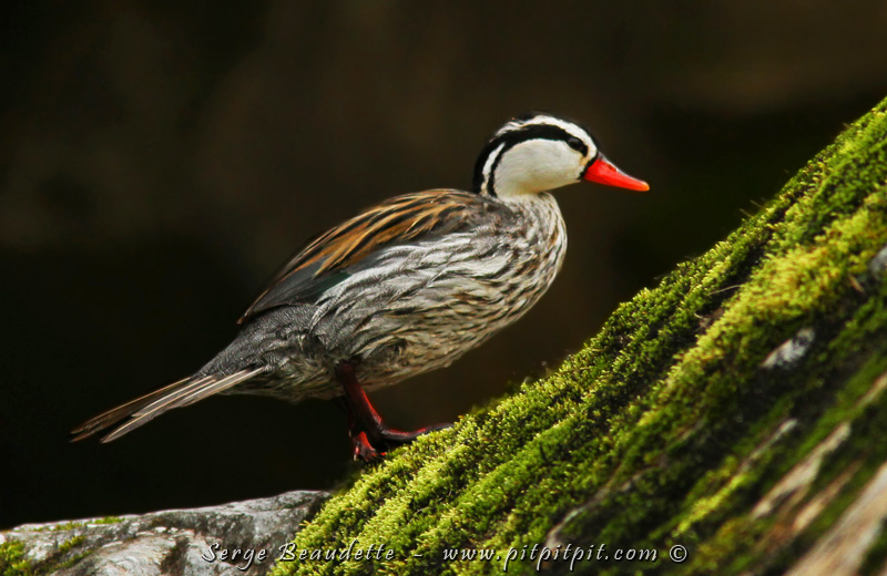 La même rivière tumultueuse et torrentielle qui abrite le canard le plus surprenant que j'ai vu de ma vie: la Mergannette des torrents!!! Canard qui s'élance dans les parties les plus vives de la rivière, remontant chutes et cascades sous l'eau, comme un saumon! Symbole de détermination, force et vigueur!