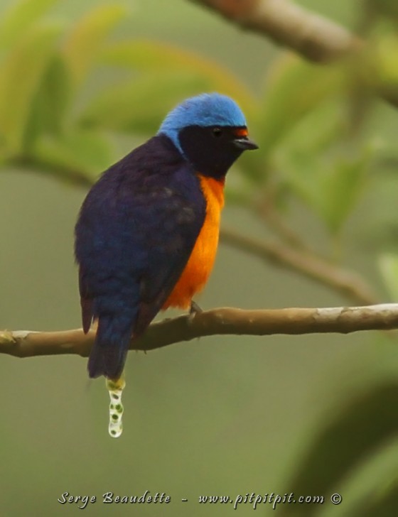 Et une espèce que nous ne pensions même pas voir et que nous avons vu à 2 endroits en altitude... Une première pour nos voyages au Costa Rica: l'Organiste à capuchon, qui nous a en plus montré son comportement unique au Monde! Celui de participer à la dissémination d'une sorte de ficus (le seul à le faire), à travers une fiente en chapelet, collante et qu'il pose sur une branche en hauteur... C'est à partir de là que la plante va se développer!